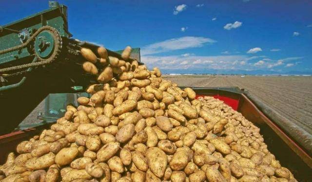 中国最成功的外来物种,帮中国挺过多次危机,如今遍布全国各地_马铃薯