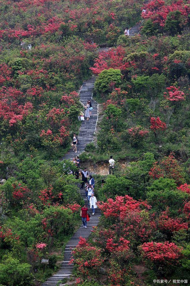 贵州景区百里杜鹃图片