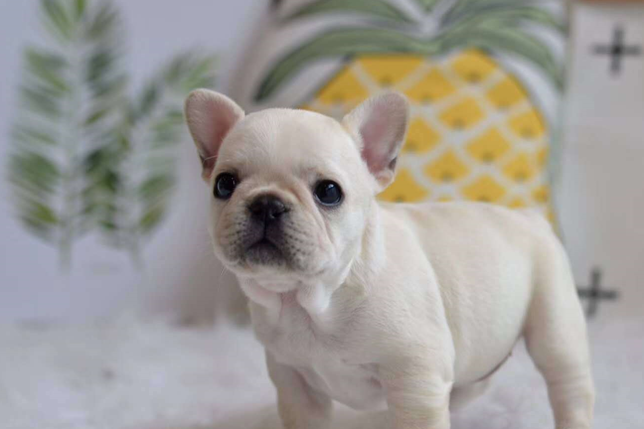 原创卖狗的看完都不敢卖了法斗幼犬时期如何快速识别是纯种小方体