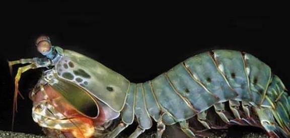 皮皮虾家族龙虎榜,绝对是春季最美味的海鲜之一_螳螂_猎物_身体