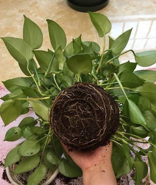 花友_叶子_环境