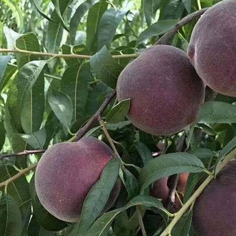 它被人称"桃中皇后",市场上不多见,1斤能卖到60块_乌桃_种植_桃子