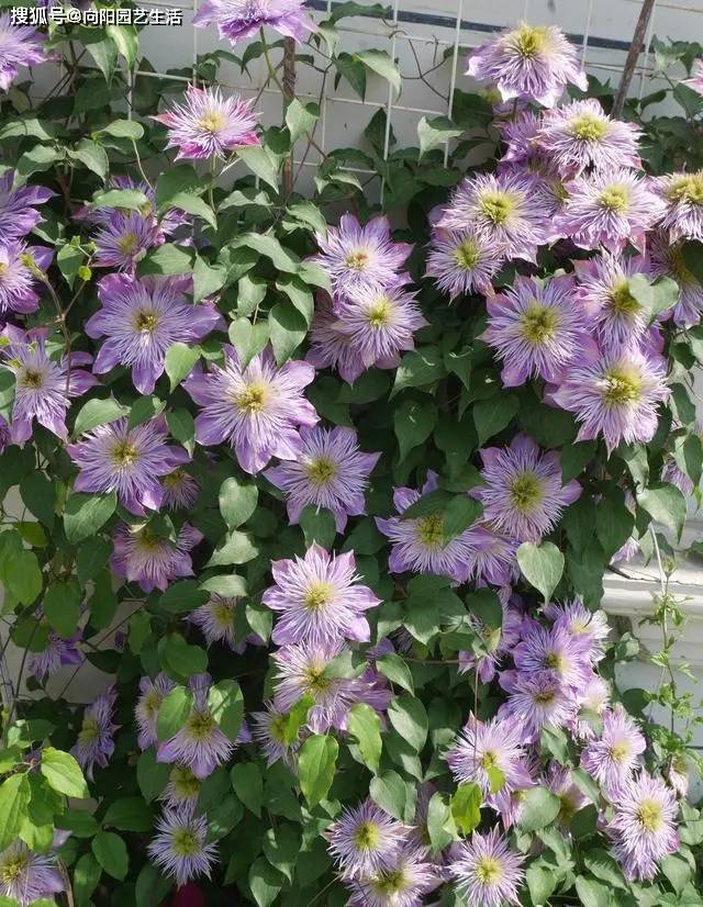 铁线莲必须要露天养光照越强长得越快开花越多
