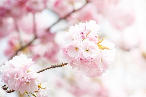 樱花的介绍花瓣图片