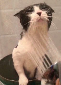 猫咪非常的乖巧,表情也很享受,从来没有见过这么一只爱洗澡澡的猫