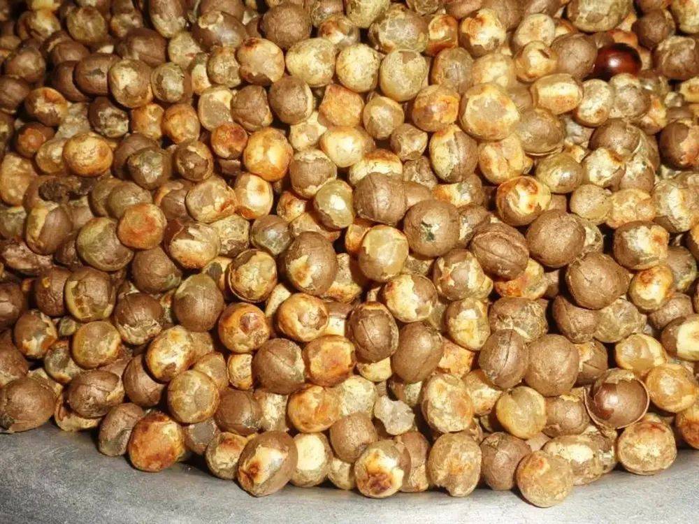 原创这种竹子上结出的大米以前被认为是不祥物如今却成稀罕货30元斤