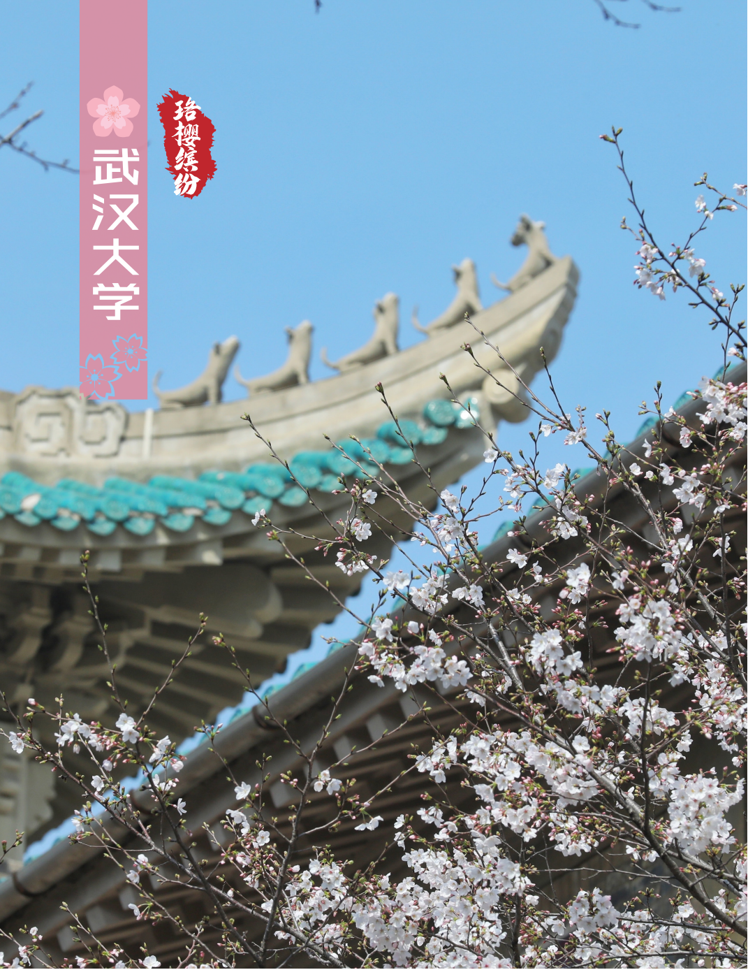武汉大学02东湖樱花园位于东湖磨山景区南麓,园中有樱花品种80余种