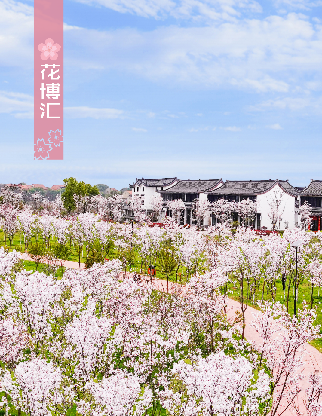 武汉发布必打卡十大赏樱点_樱花_公园_东湖