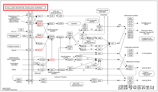 toll样受体信号通路中的myd882,调节参与免疫,炎症和细胞存活基因的nf