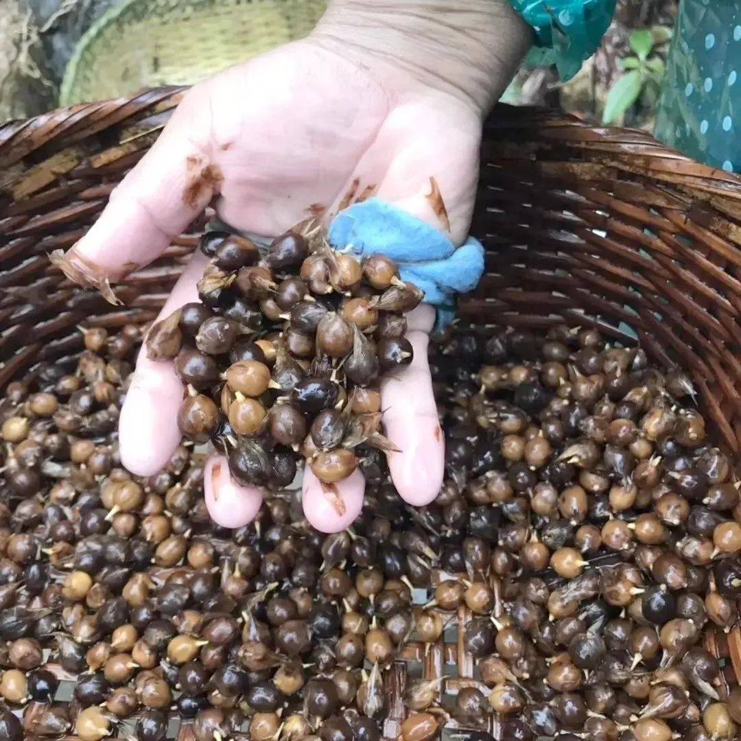 原创这种竹子上结出的大米以前被认为是不祥物如今却成稀罕货30元斤