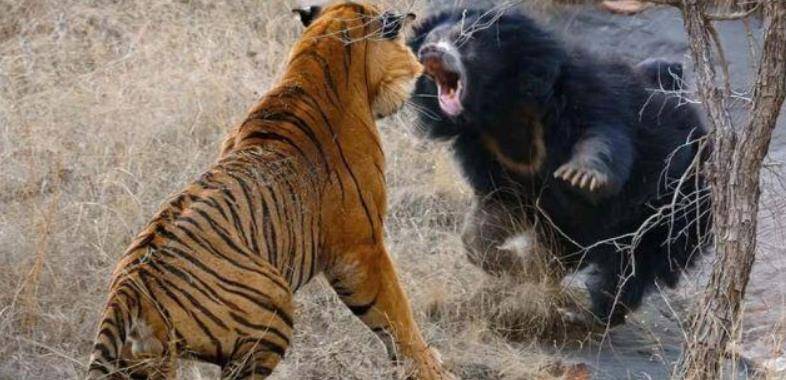 为啥老虎吃了人就得杀掉,专家两点原因,让人不寒而栗_人类_石蕊_活动