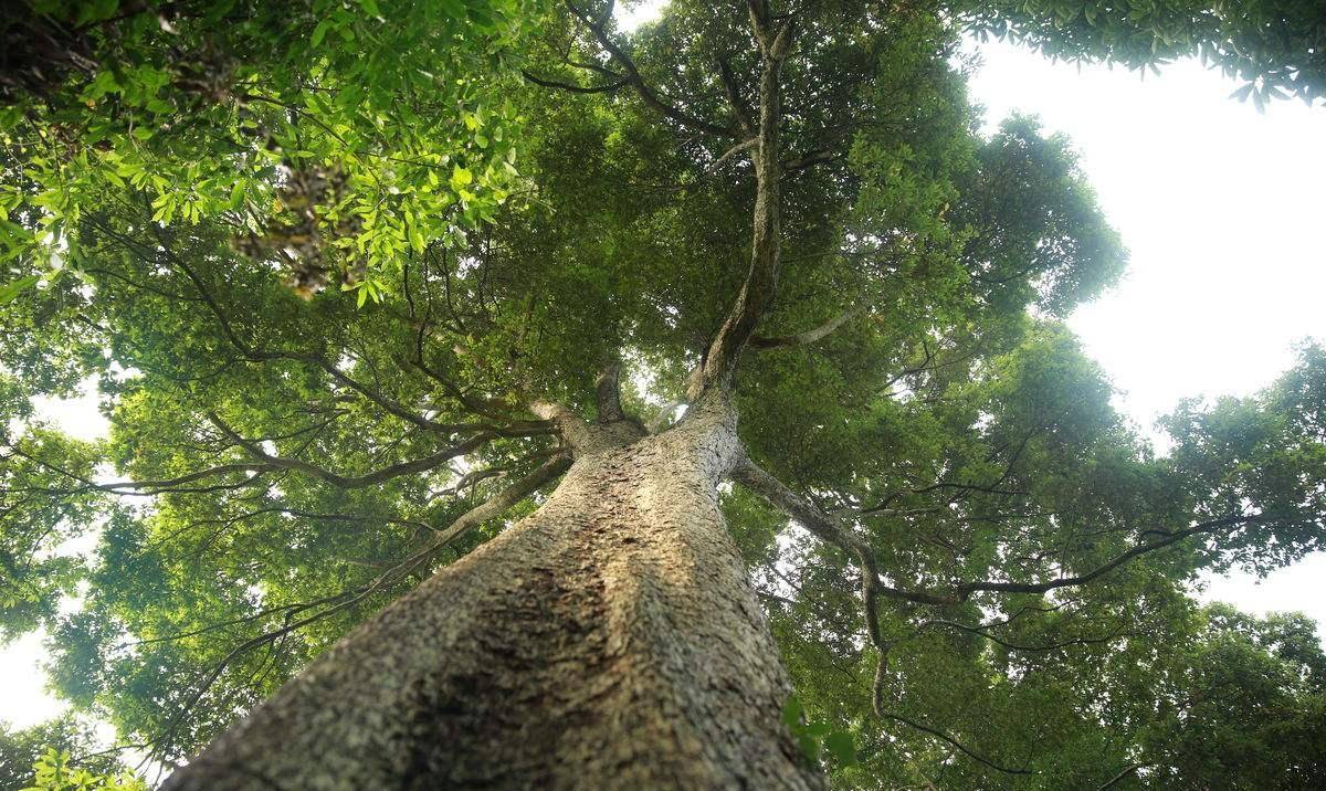 小伙整理爷爷遗物,翻出百年"旧菜板",经过专家鉴定后一夜暴富_楠木