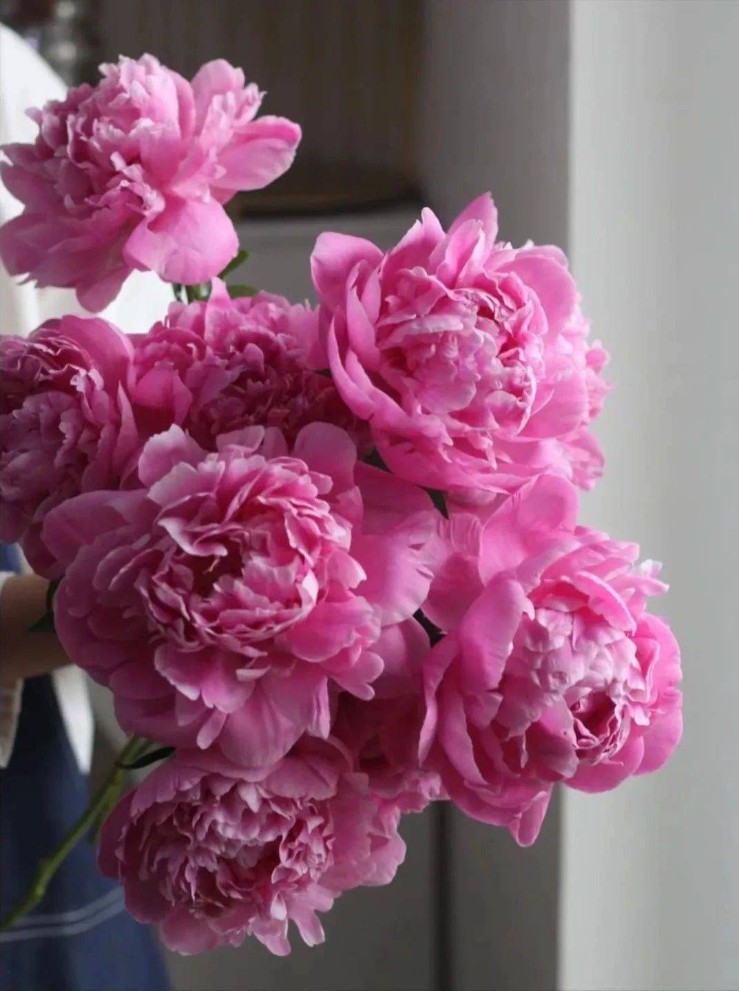 芍药季:花将入市,其名将离_花瓣_莎拉_养护