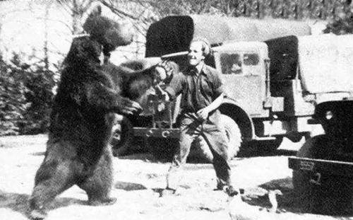 原创史上唯一当过兵的熊有军人头衔有工资本专门在战场上扛炮弹