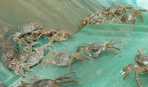 蟹塘肥水下雨天可能肥吗螃蟹什么天气肥水好注意事项你知道吗