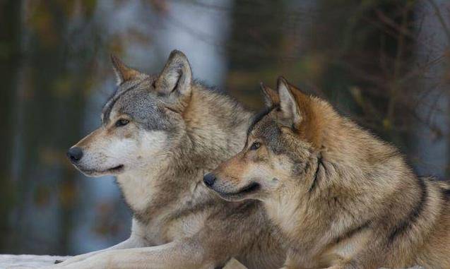原创女大学生拿祖传狼皮鉴宝专家看后却称拒绝估价鉴定为何