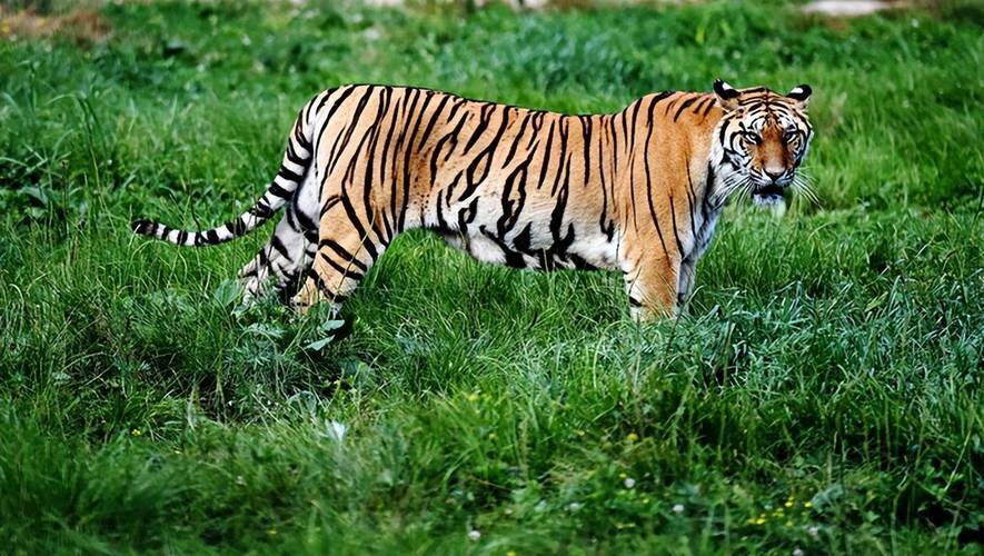 东北虎与苏门答腊虎的区别有哪些东北虎的生活环境及人