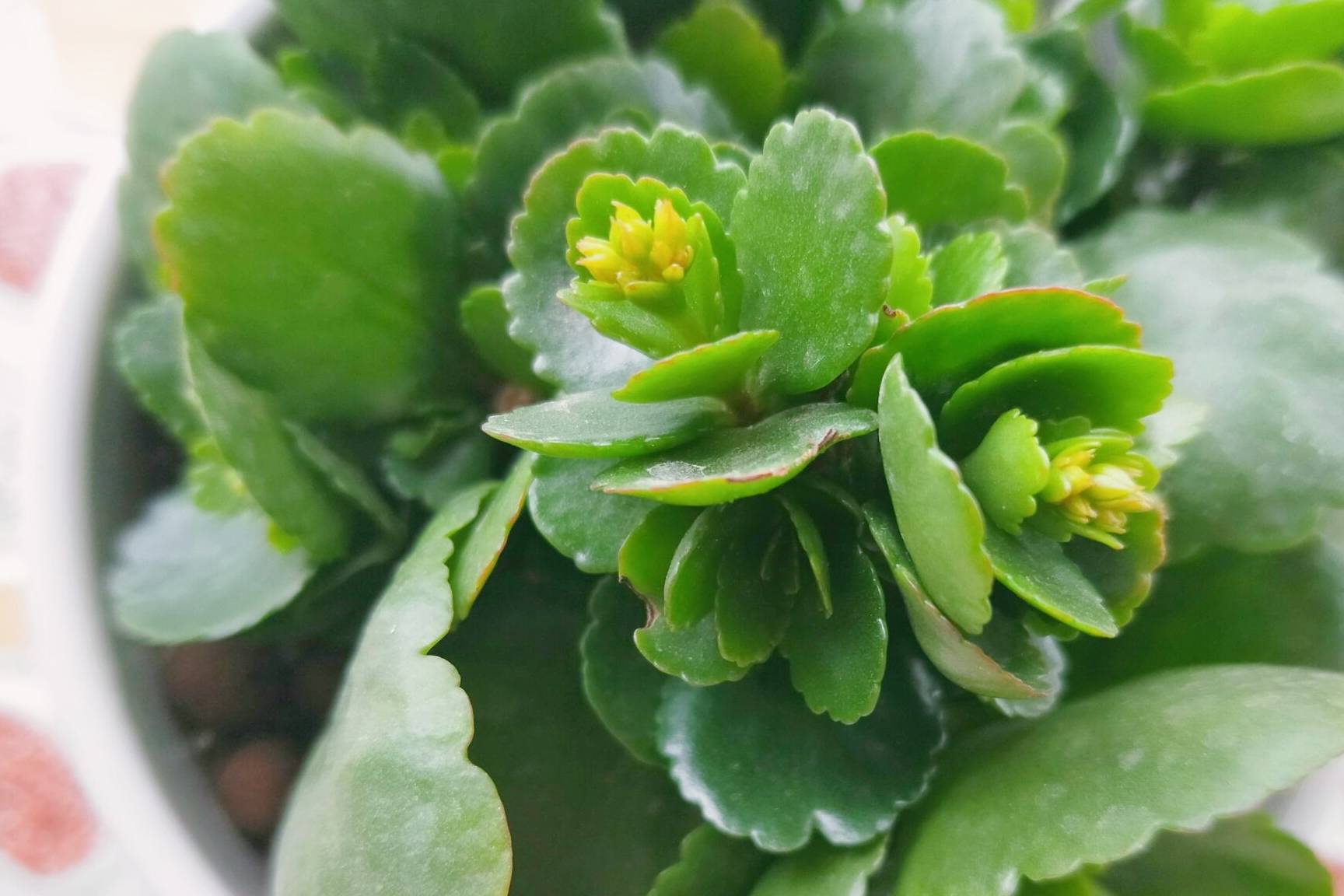 长寿花长满花苞,距离开花只差1步,如何养护开花?_时候_叶片_叶子