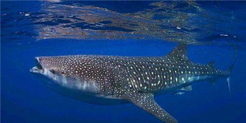 原创被死神遗忘的鲨鱼现400岁从明朝活到现如今让无数人好奇