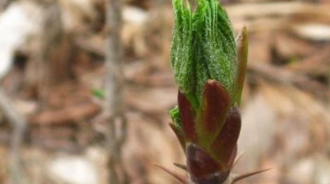 争议性最大的蔬菜,外国人当宝,南方人当祸害,年节时一斤卖40元_老芽