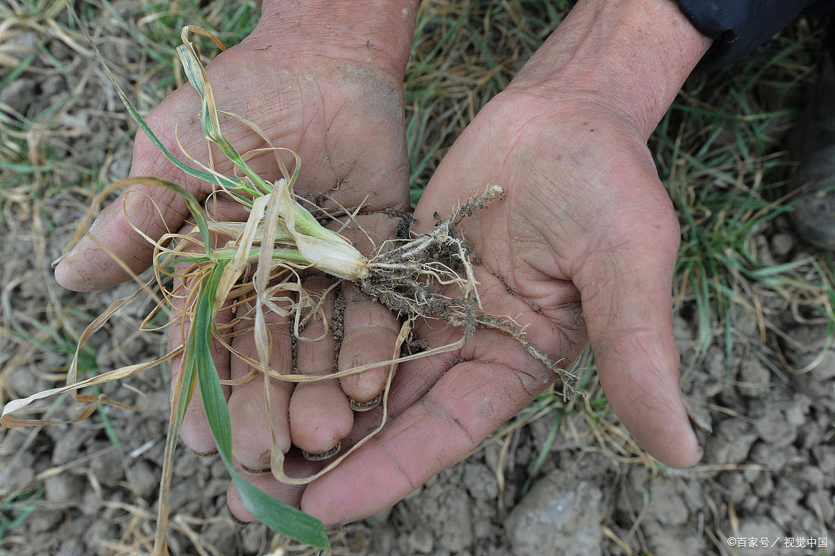 医者:几味中药煮水喝,成功摆脱乙肝困扰_赵先生_兰芝_cao