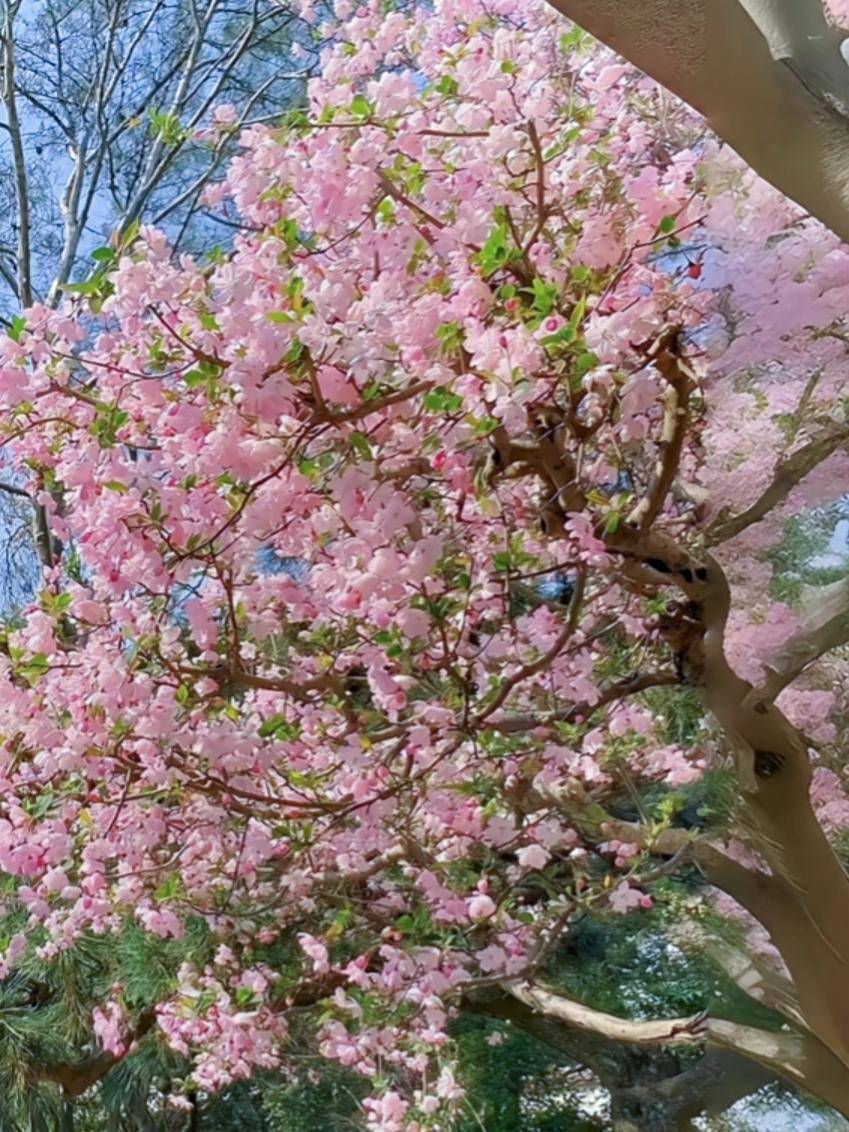 云南一种花因"花色太美"为"百花之尊"_海棠花_http_html