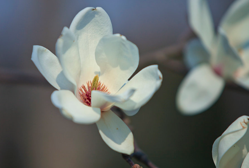 暂藉辛夷质,仍分薝卜光.微风催万舞,好雨净千妆.