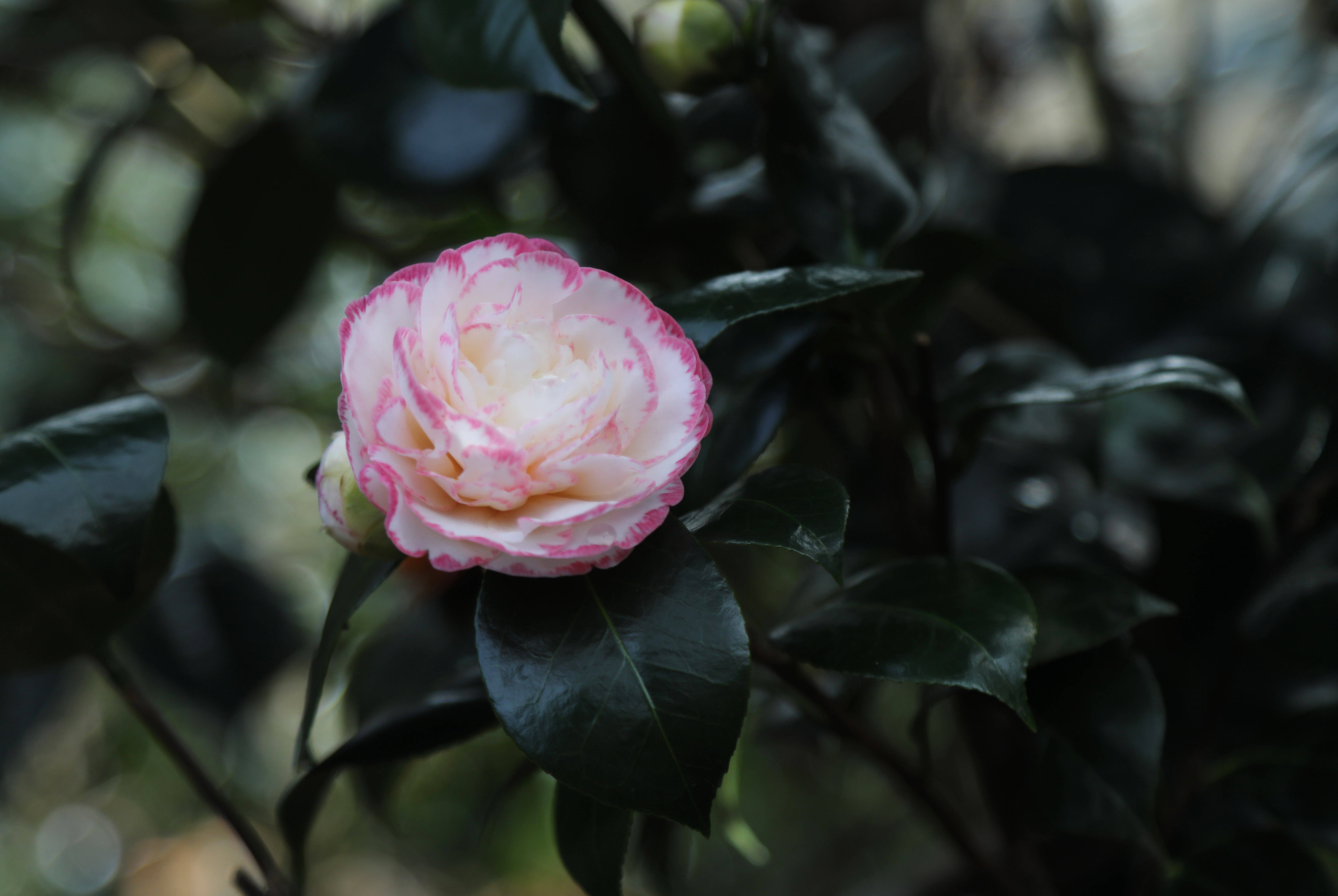 云针茶花图片大全图片