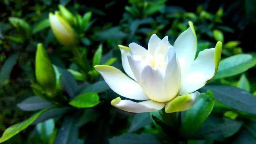 绿色植物_栀子花_功效