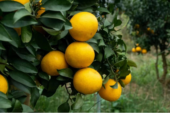 展商风采丨江小橙将携"阳光一号"入琼,开启全新"橘"面!