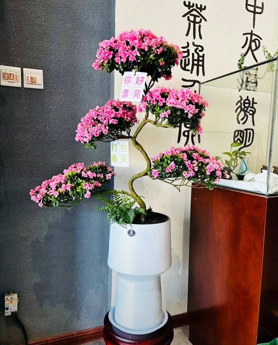 客厅一盆杜鹃花走红太美了品味不俗