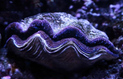 原创曾经风光一时的砗磲