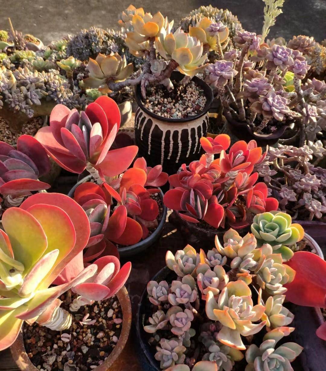 10种多肉好养又耐看