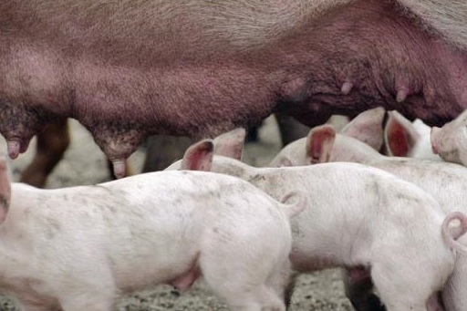 带个嘴套子,这样母猪就咬不到小猪了;然后人工给小猪定期吃奶就好了