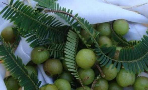 橄榄_中华_中国人