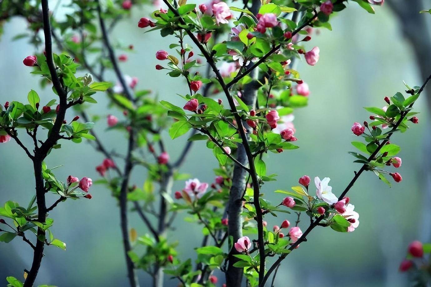 原创春眠不觉晓处处闻啼鸟二十首春晓诗词你最喜欢哪一首