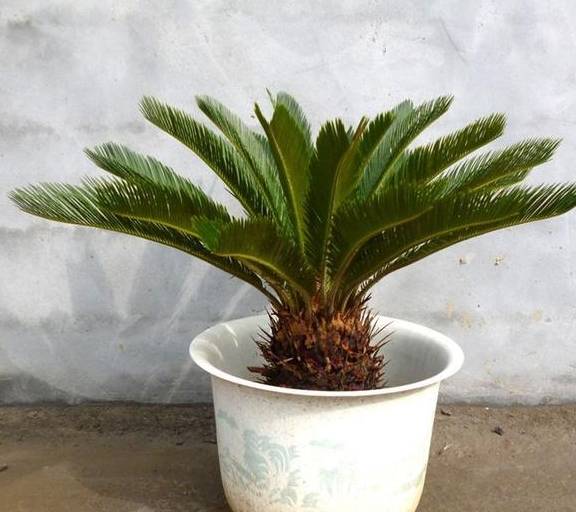 它的"别名"可真多,造型好气势更"蓬勃",怎么制作苏铁盆景?