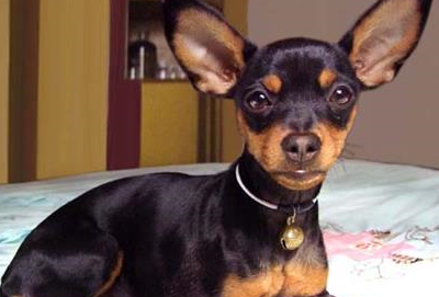 原创养宠知识小鹿犬缺钙走不动路小鹿犬缺钙趴着不懂