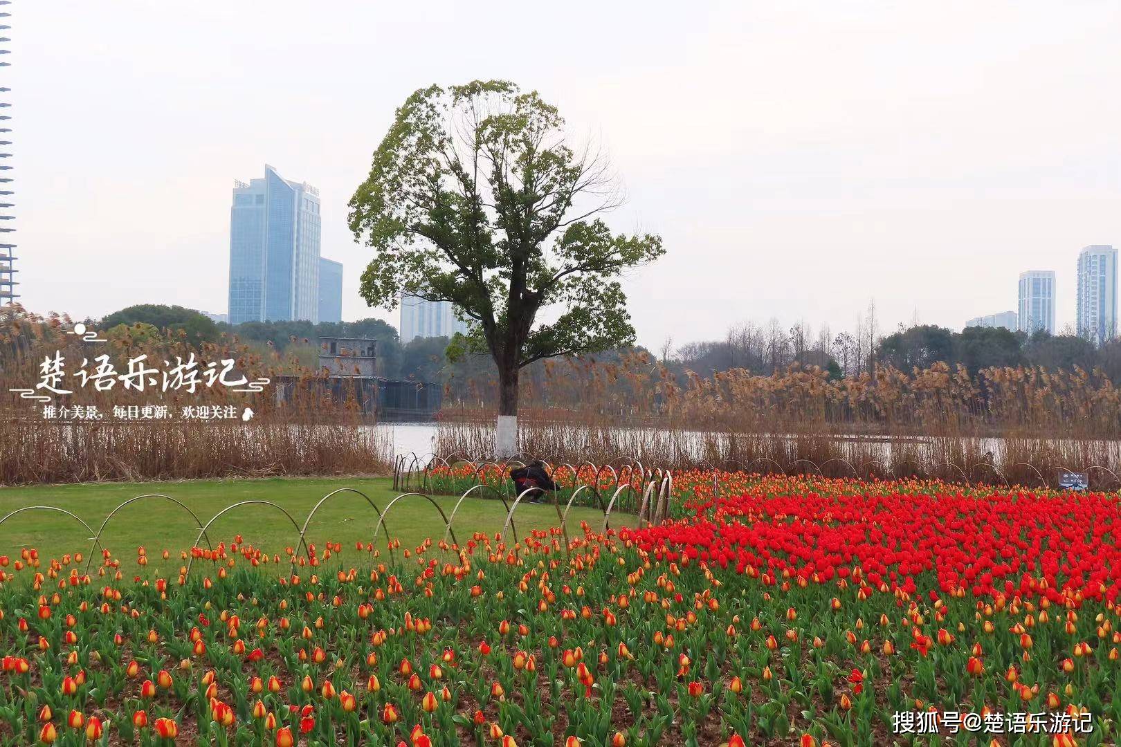 原创宁波南部商务区汇聚6处花海郁金香和油菜花各有亮点早樱更美