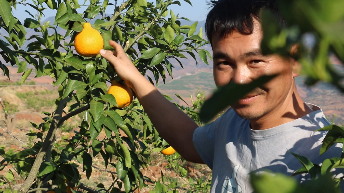 双柏县安龙堡乡:早春柑橘收获忙 热土飘香"黄美人"