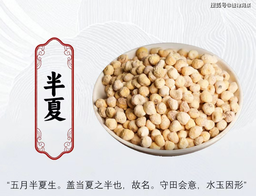 半夏,又称地雷公,狗芋头,有3大作用,价值极高,农民朋友要了解!