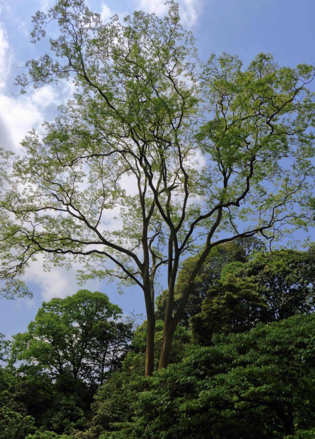 走带你看眉山人2000年前植的树这些活化石分布在