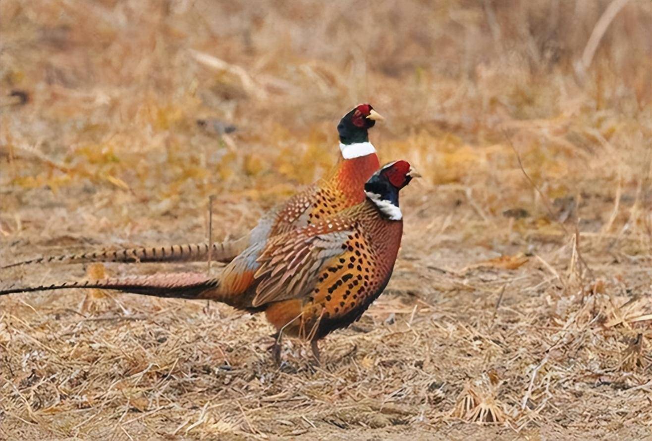 雉鸡_保护_食物