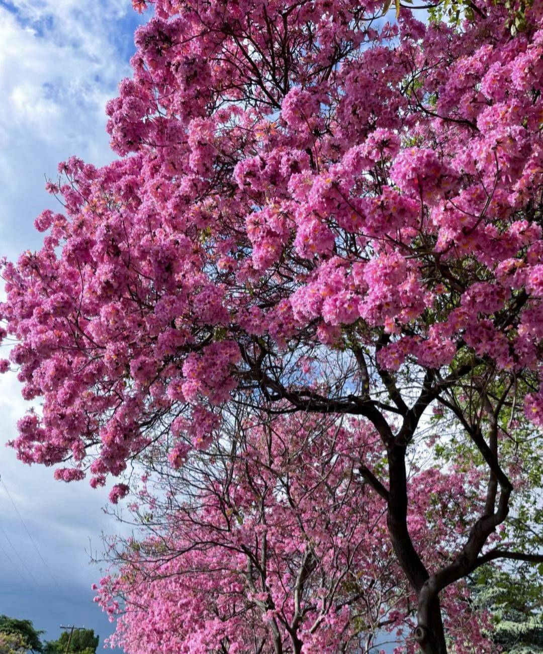深圳路边的紫色风铃木太美了