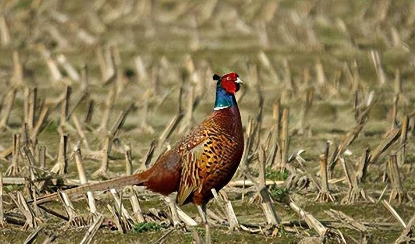 原创东北野鸡满天飞为何吃货却不敢下嘴因为真没人能惹得起