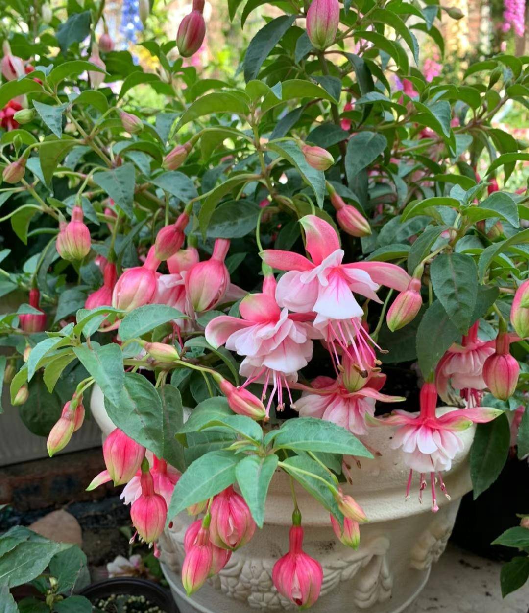 公认难养的10种花卉小白别养