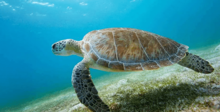 海洋动物也得喝水