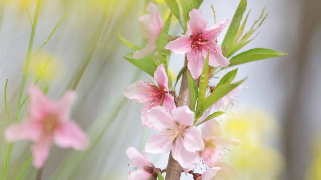 四团镇春景初盛来四团共赴一场春天的花事