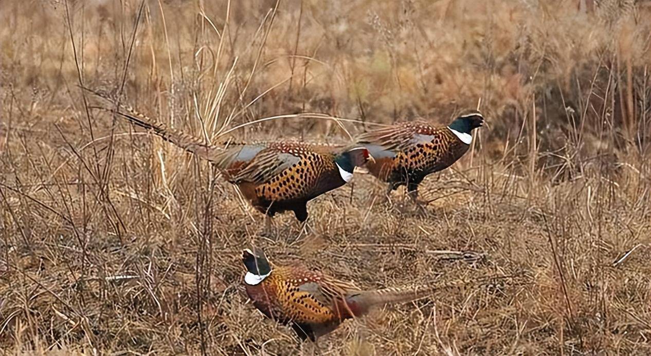 原创东北野鸡满天飞为何吃货却不敢下嘴因为真没人能惹得起