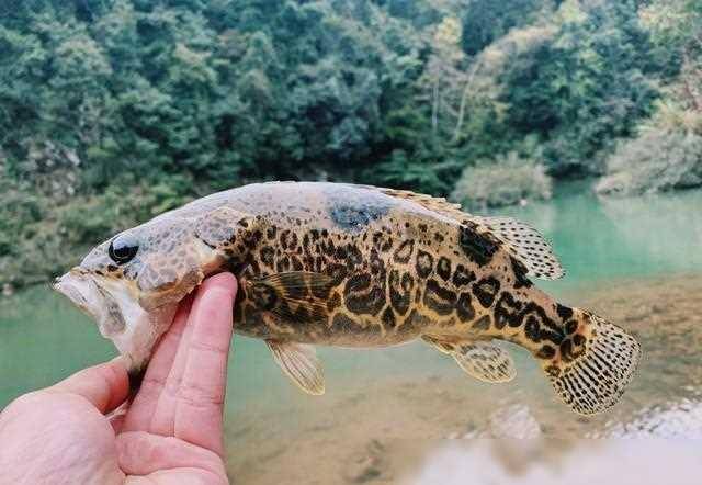 原创淡水鱼的天花板之鳜鱼一次产卵60万粒自然水域如何钓它